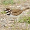 Killdeer