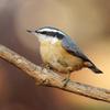 Red Breasted Nuthatch