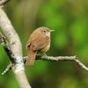 House Wren