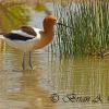 American Avocet 