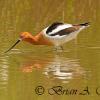 American Avocet II 