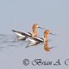 American Avocets Swimming