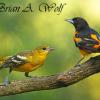 Baltimore Oriole - Adult and Juvenille