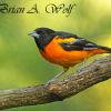 Baltimore Oriole 