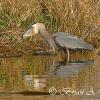 Big Catch - Great Blue Heron