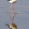 Black Necked Stilt - Vertical