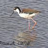 Black Necked Stilt