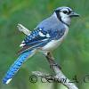 Blue Jay