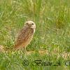 Burrowing Owl