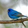 Indigo Bunting