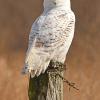 Snowy Owl On Post