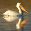 Sun Lit Pelican