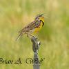 Western Meadowlark