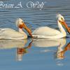 White Pelicans