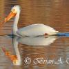 White Pelican