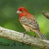 House Finch