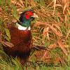 Pheasant II