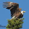 Eagle Taking Flight