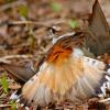 Killdeer - Broken Wing Display