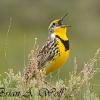 Singing Western Meadowlark