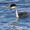 Western Grebe