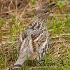 Ruffed Grouse