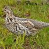 Ruffed Grouse Profile