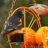 Baltimore Oriole and House Finch