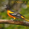 Baltimore Oriole Calling