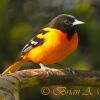 Baltimore Oriole