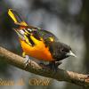 Baltimore Oriole Ready To Spring To The Feeder