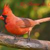 Northern Cardinal