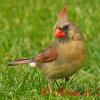 Northern Cardinal - Female