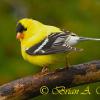 Goldfinch