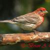 House Finch