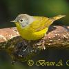 Nashville Warbler