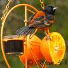 Orchard Oriole On Feeder