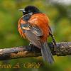 Orchard Oriole