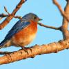 Bluebird - Male
