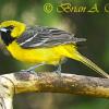 Juvenile Orchard Oriole