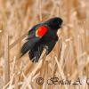 Red-Wing Blackbird Calling In Spring