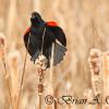 Red-Wing Blackbird Calling In The Marsh