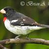 Rose Breasted Grosbeak