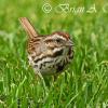 Song Sparrow