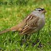 White-Crowned Sparrow