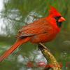 Northern Cardinal