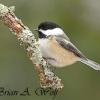 Black-Capped Chickadee