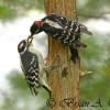 Downy Woodpecker Feeding Fledgling