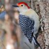 Red-Bellied Woodpecker