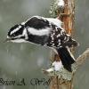 Downy Woodpecker Female In Snow
